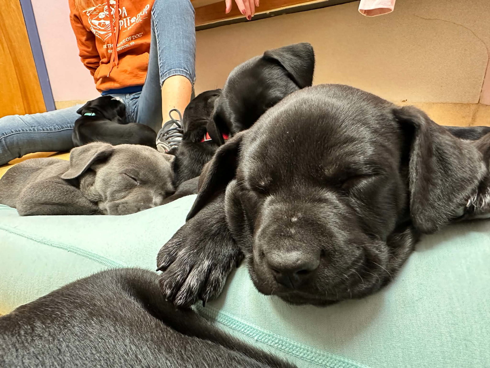 Otis, photo 2