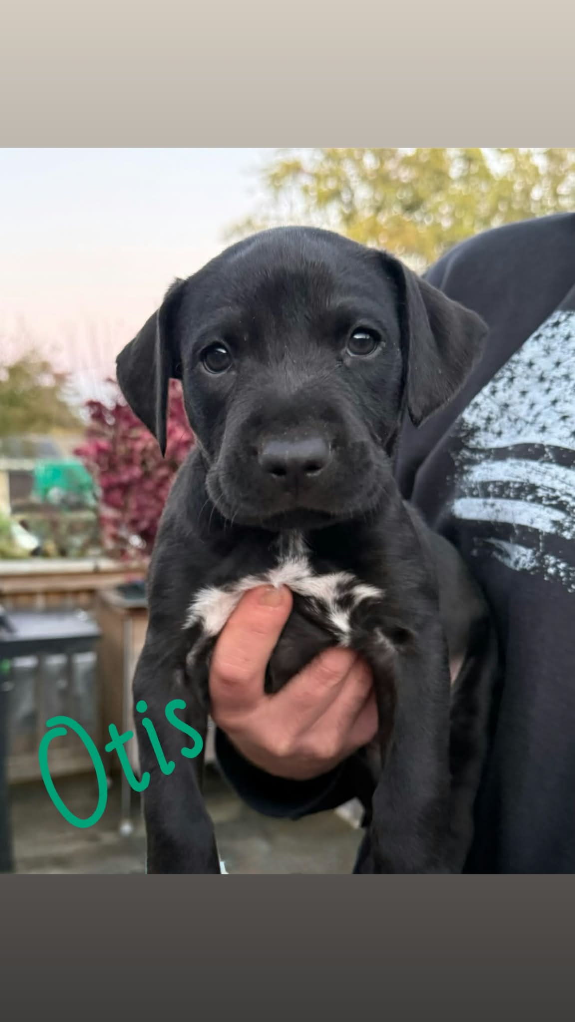 Otis