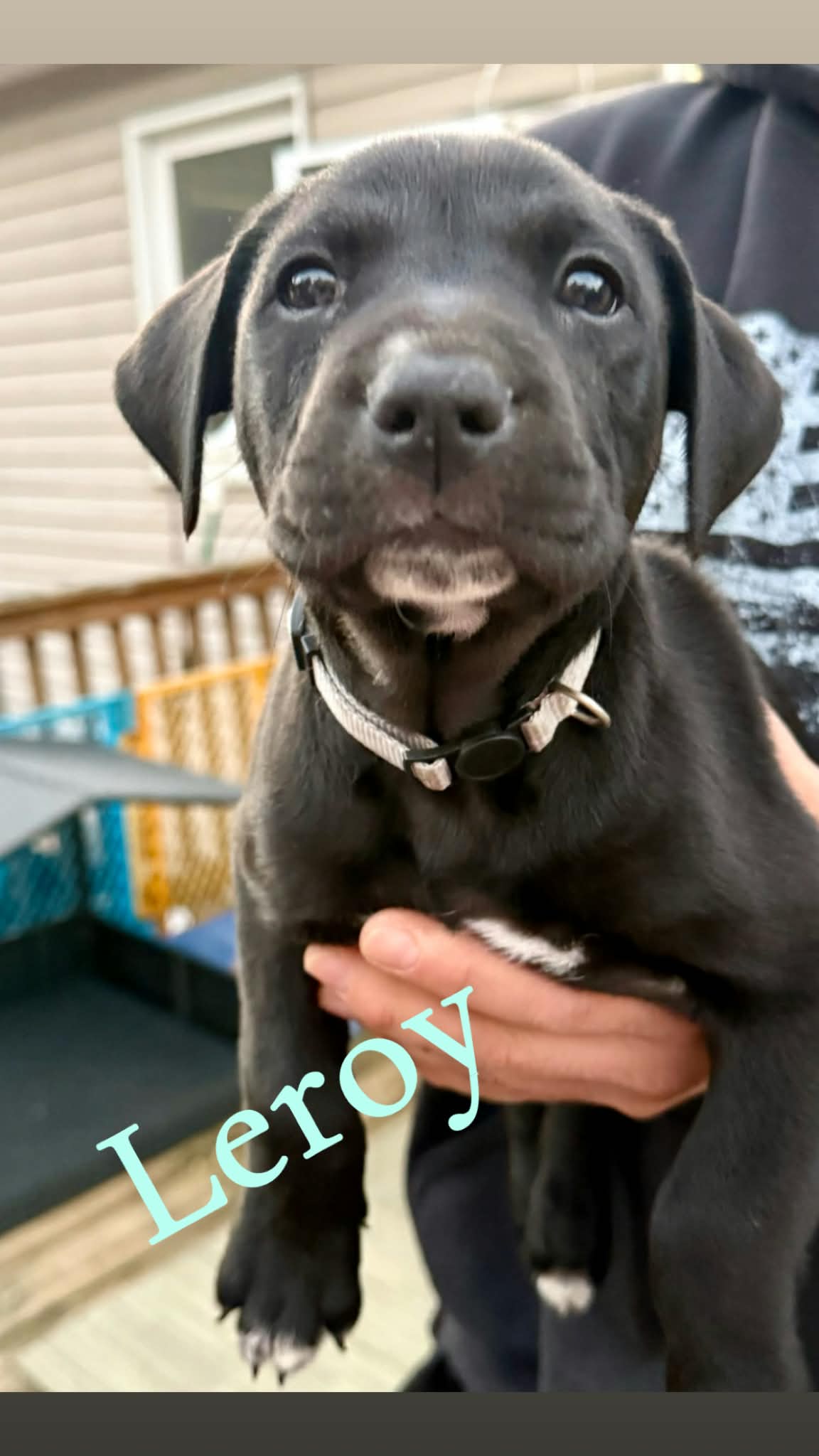 Leroy