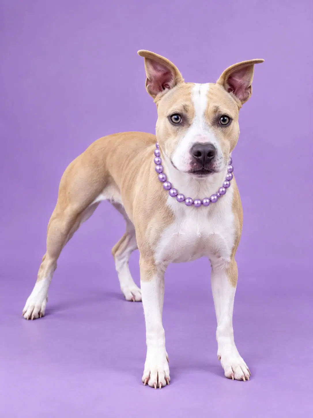 Charlotte - American Staffordshire Terrier