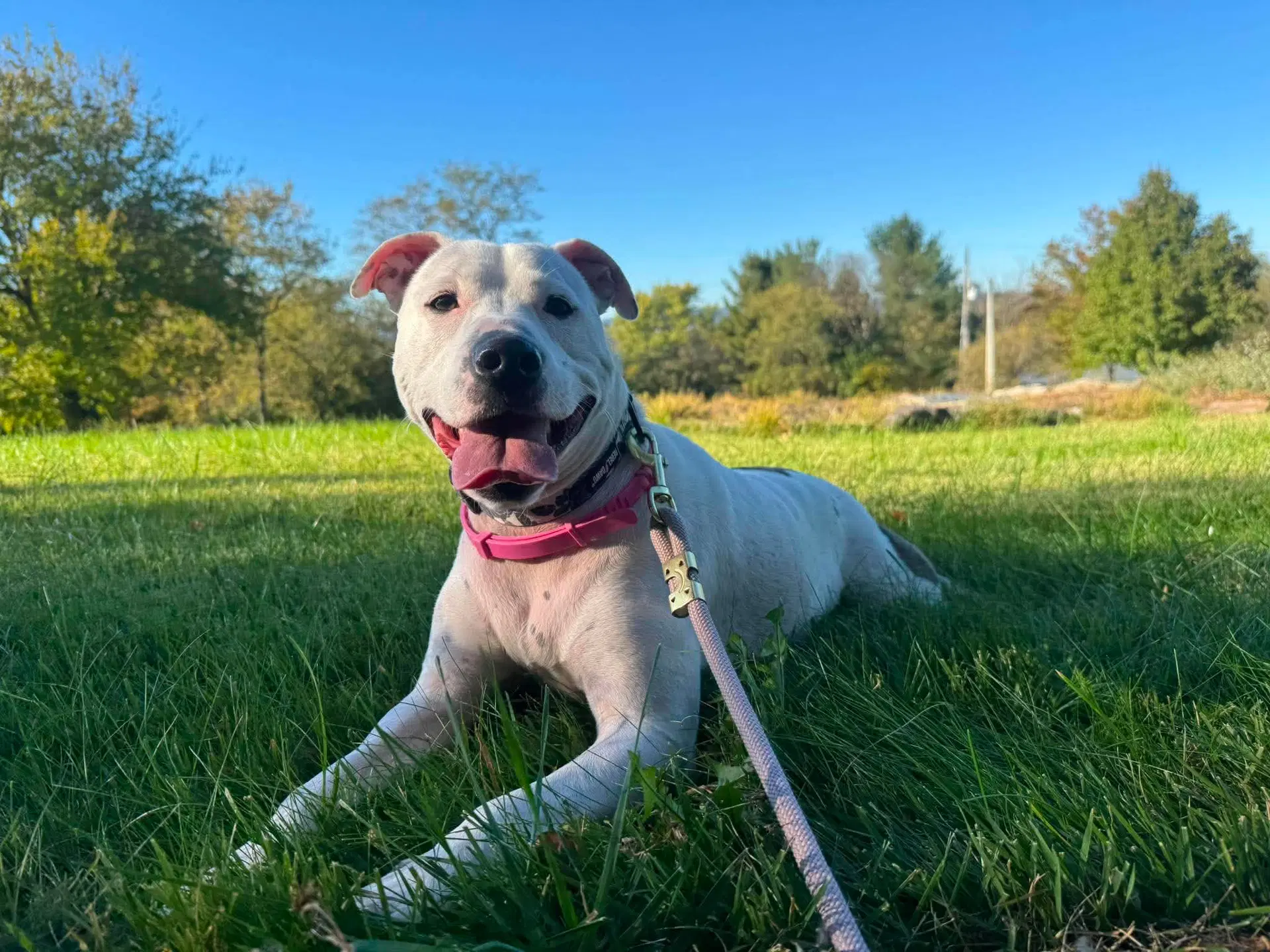Daisy - American Staffordshire Terrier