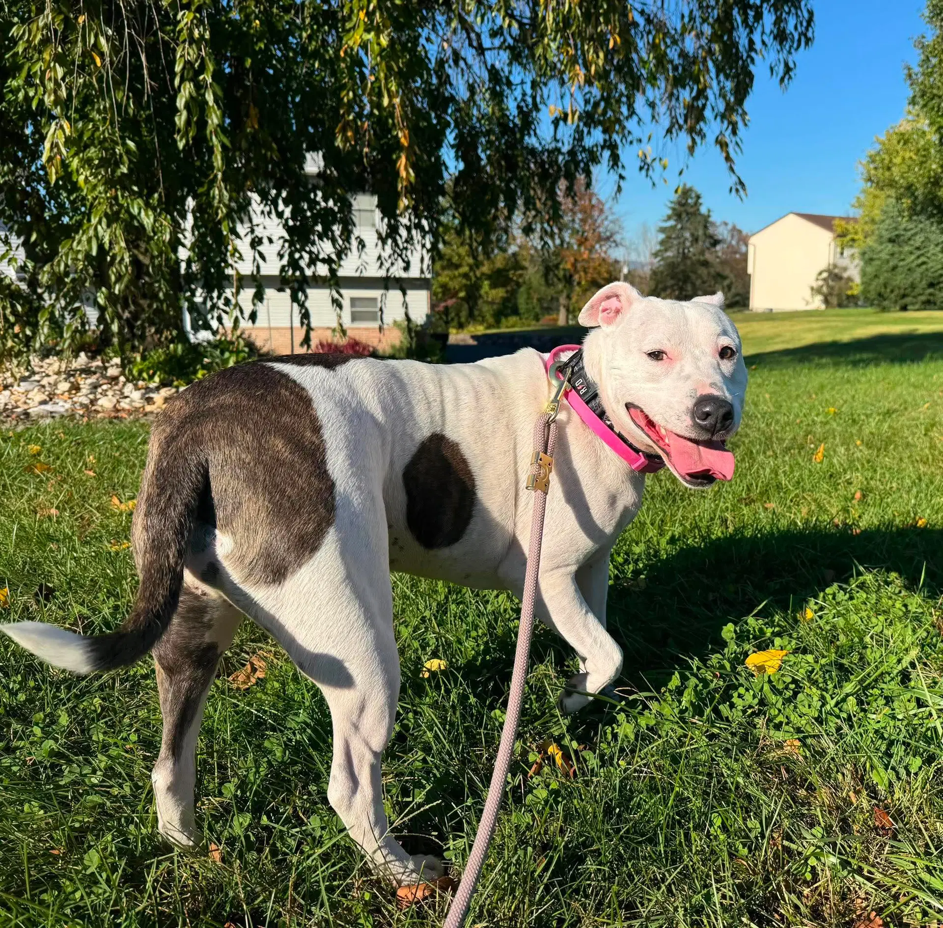 Daisy image 2
