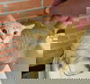 Ginger