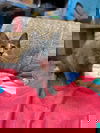 Luly