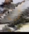 Luly