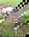 Samba
