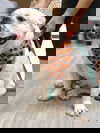 Samba