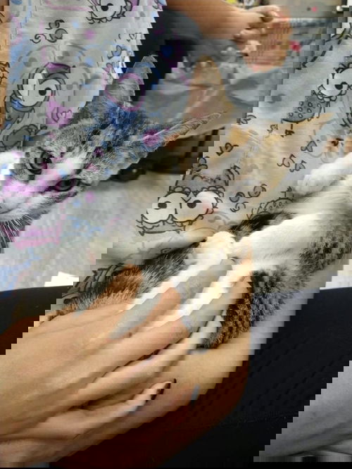 Sandi