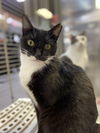 adoptable Cat in Pompano Beach, FL named Waffles