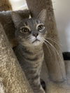 adoptable Cat in Pompano Beach, FL named Lady