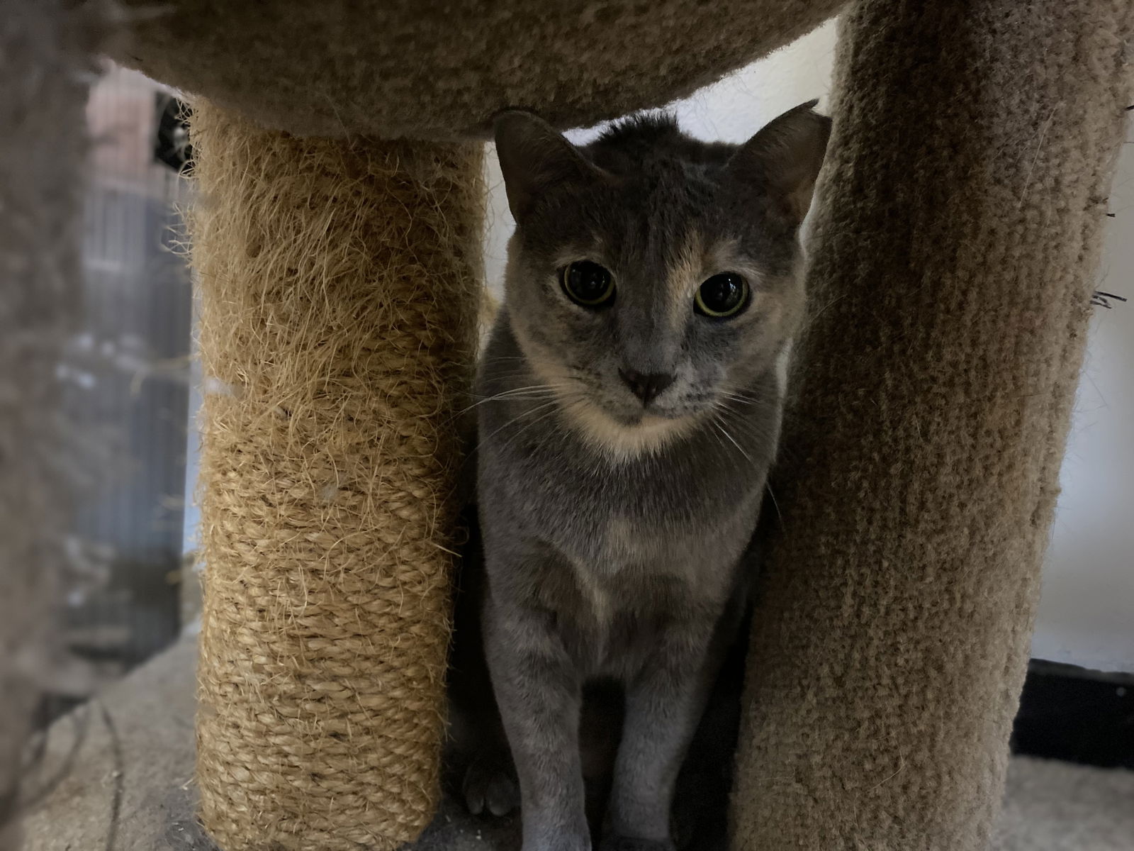 adoptable Cat in Pompano Beach, FL named Pearl