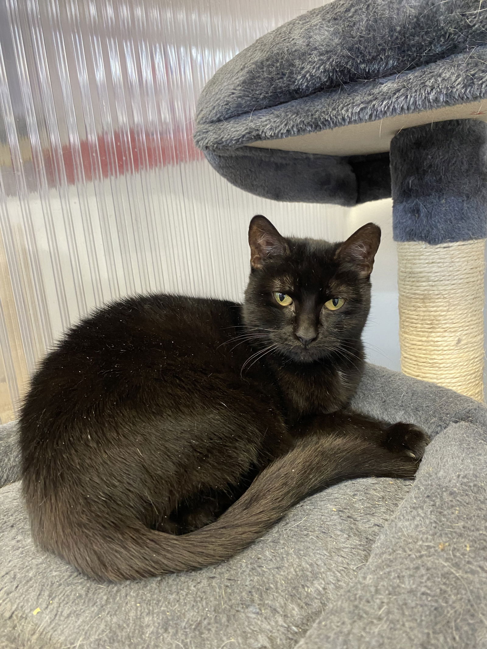 adoptable Cat in Pompano Beach, FL named Lara