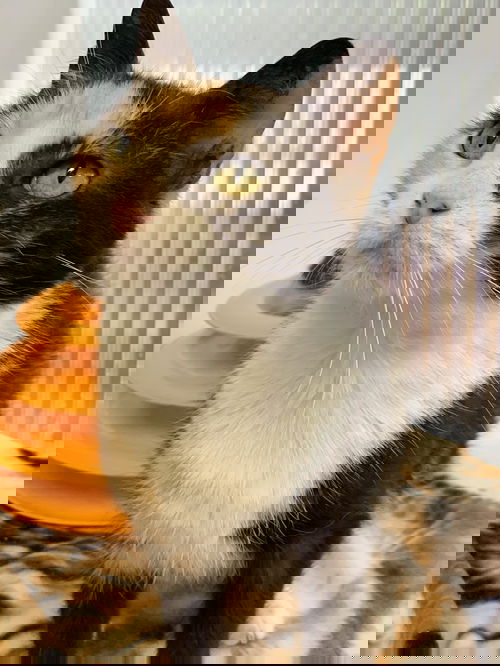 Caroline