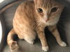 adoptable Cat in Pompano Beach, FL named Garfield