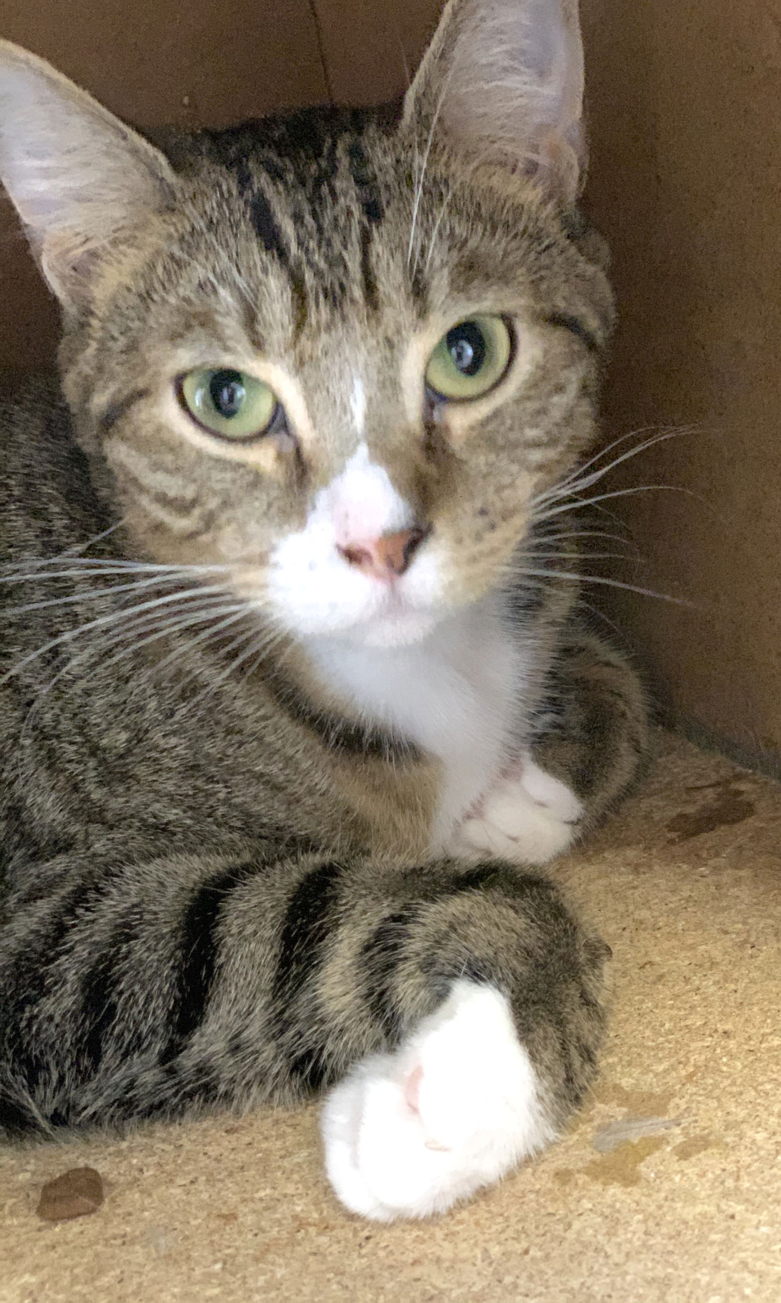 adoptable Cat in Pompano Beach, FL named Boy