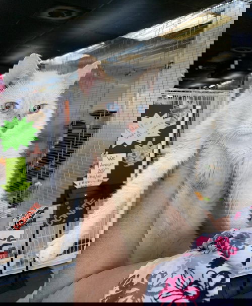Vanilla