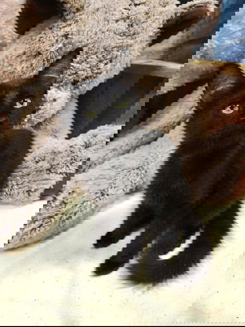 Victor