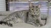 adoptable Cat in Pompano Beach, FL named Silver