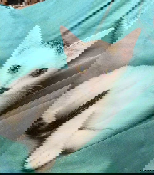 Jacob