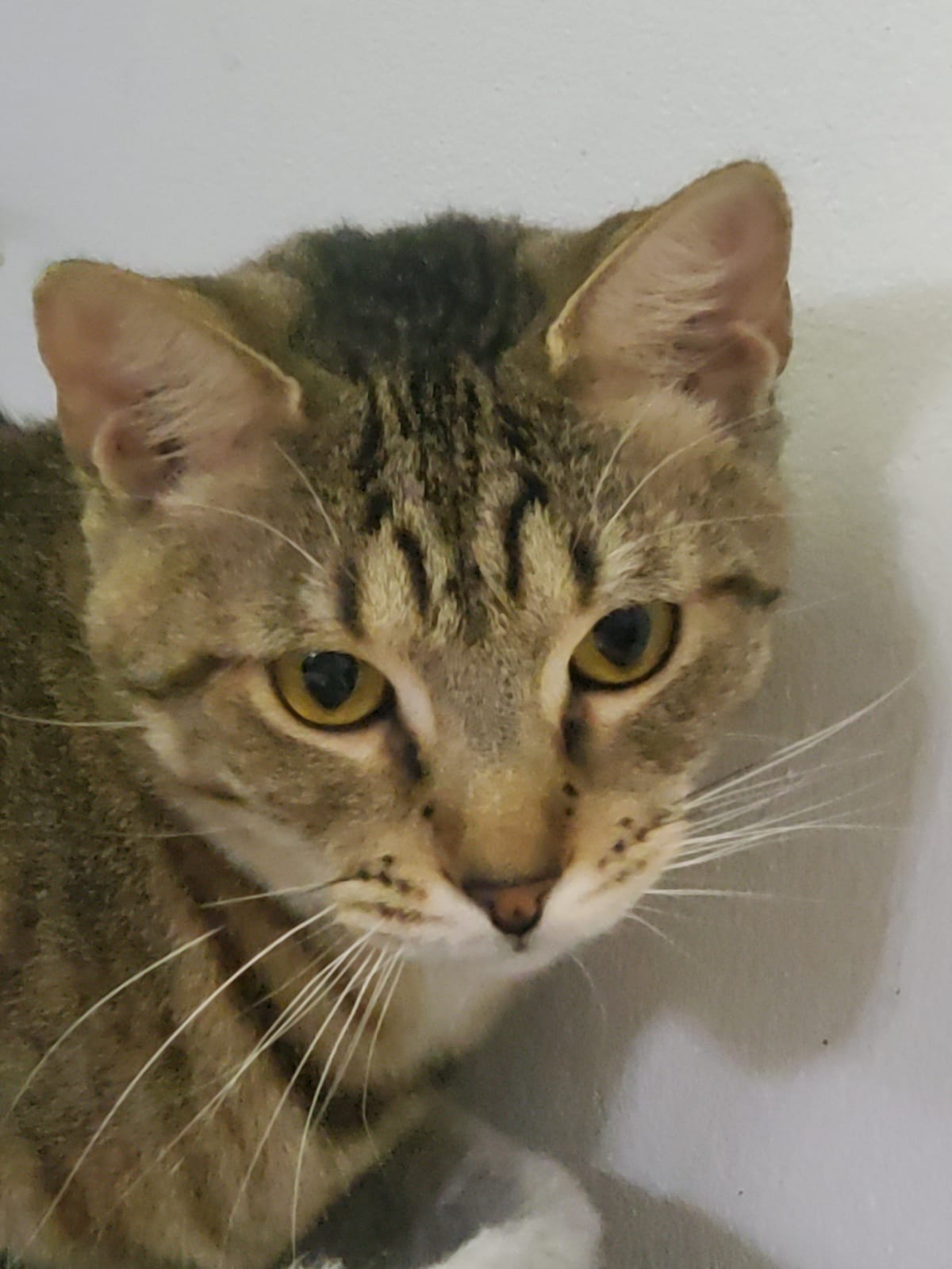 adoptable Cat in Pompano Beach, FL named Eydie