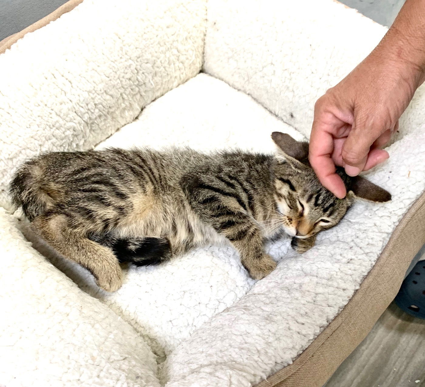 adoptable Cat in Pompano Beach, FL named Mike Tabby