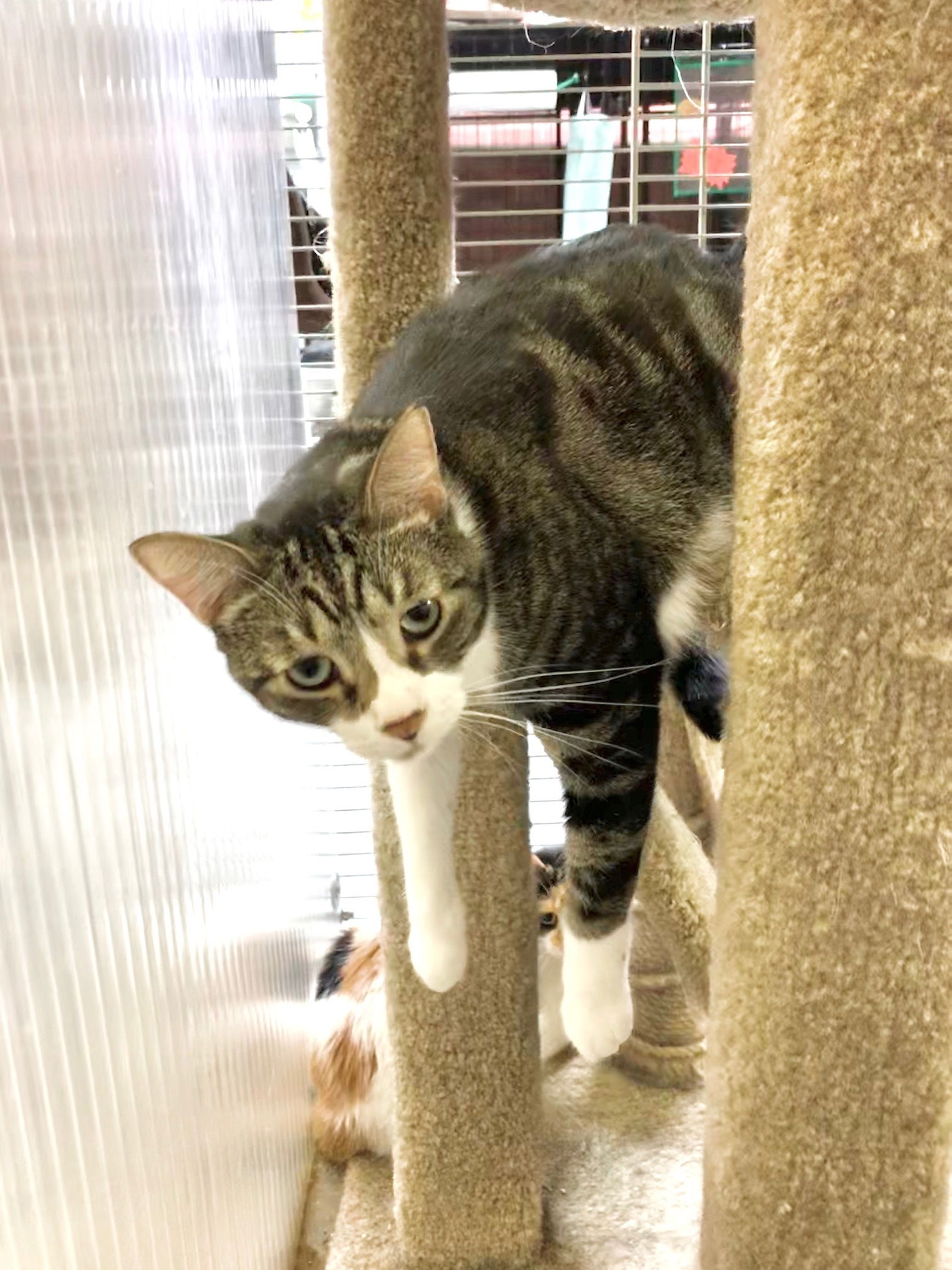 adoptable Cat in Pompano Beach, FL named Perry