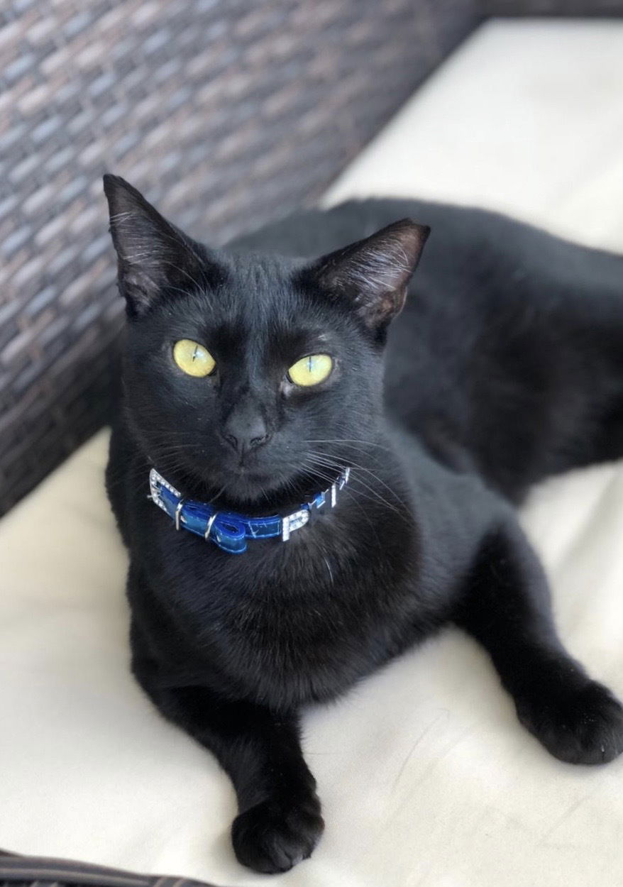 adoptable Cat in Pompano Beach, FL named Phillip