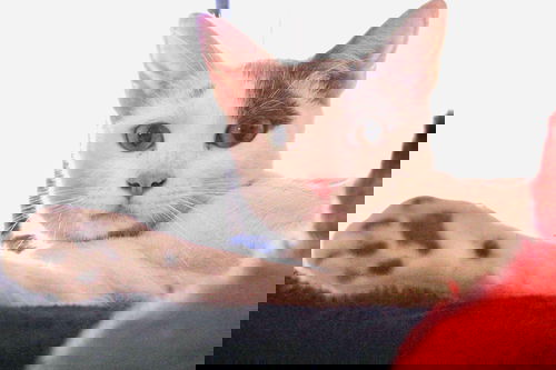 Macarana