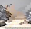 Tigresa