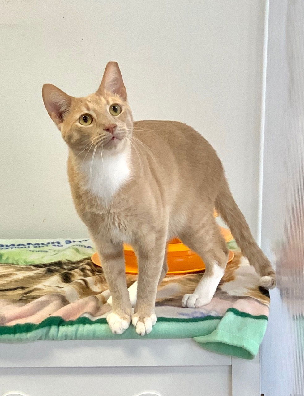 adoptable Cat in Pompano Beach, FL named Cheddar