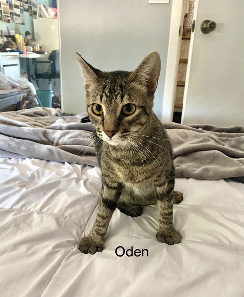 Odin