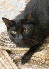 adoptable Cat in Pompano Beach, FL named JR