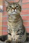 adoptable Cat in Pompano Beach, FL named Jessica