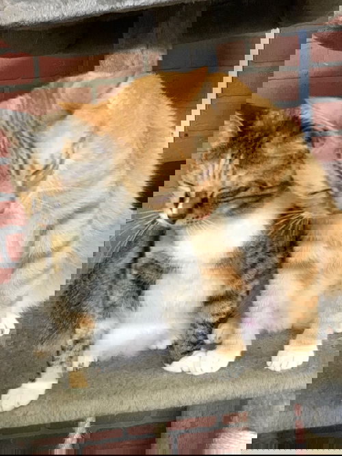Gino