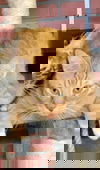 Gino