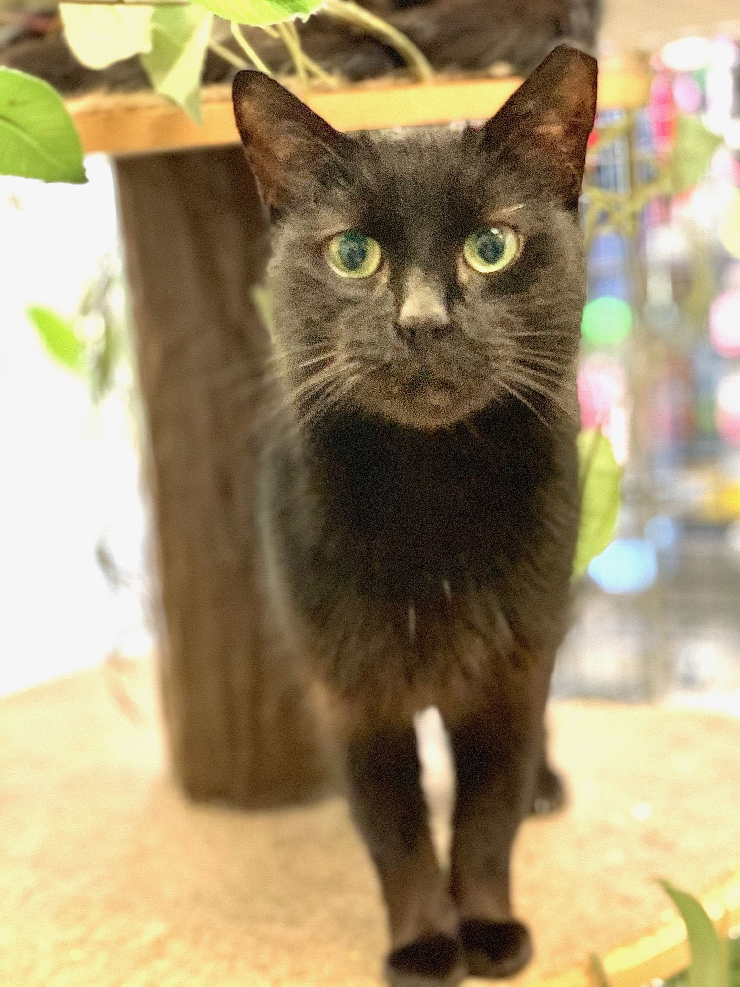 adoptable Cat in Pompano Beach, FL named Blackberry