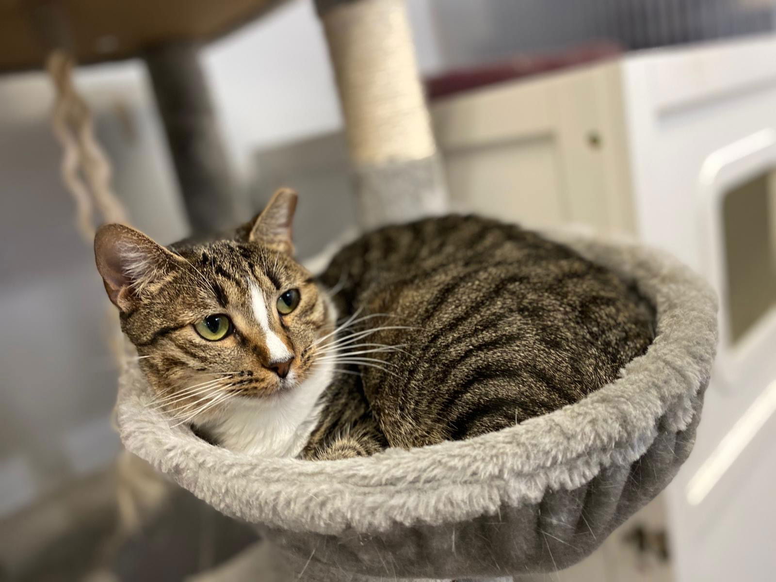 adoptable Cat in Pompano Beach, FL named Jennifer