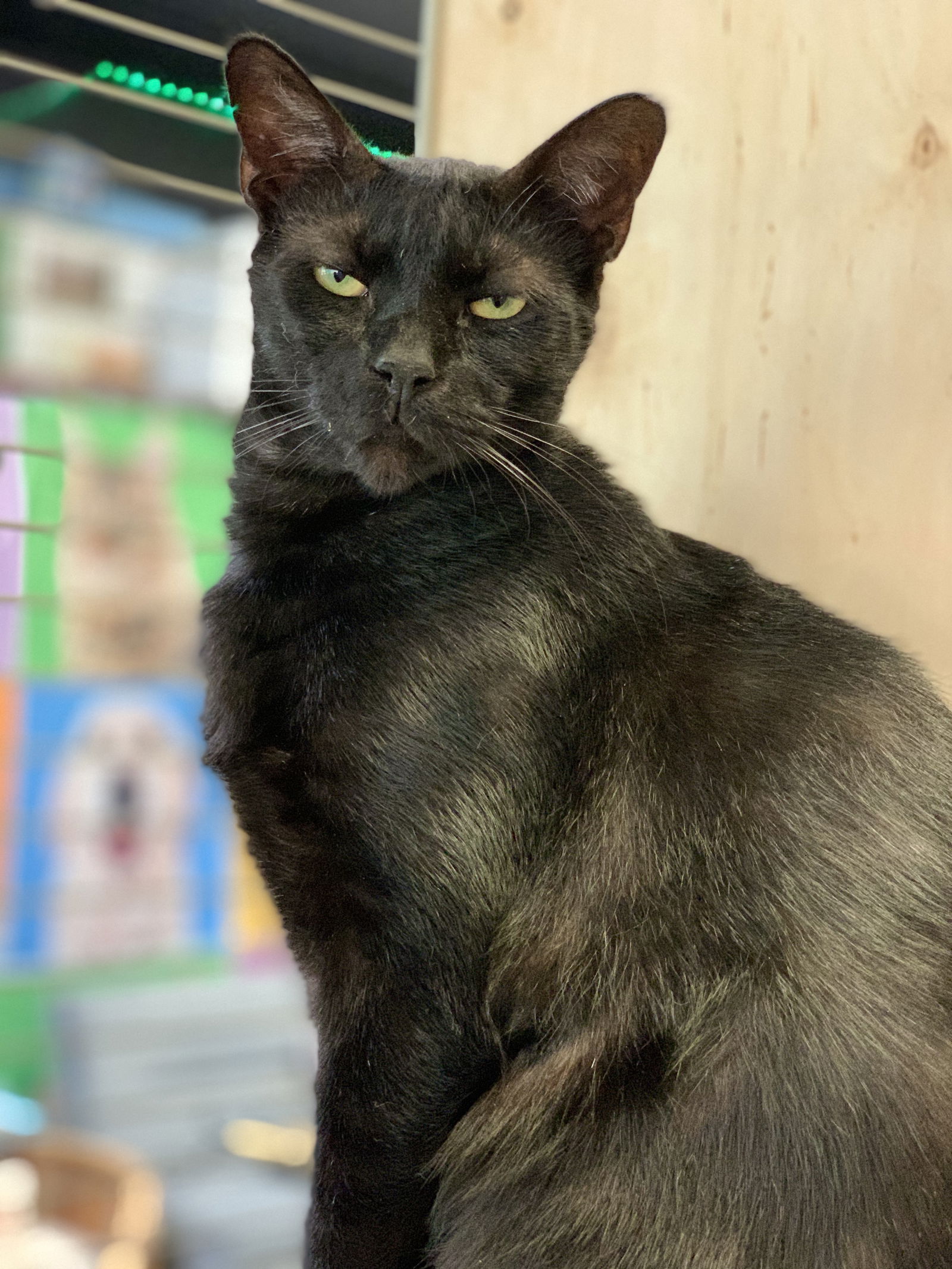 adoptable Cat in Pompano Beach, FL named George