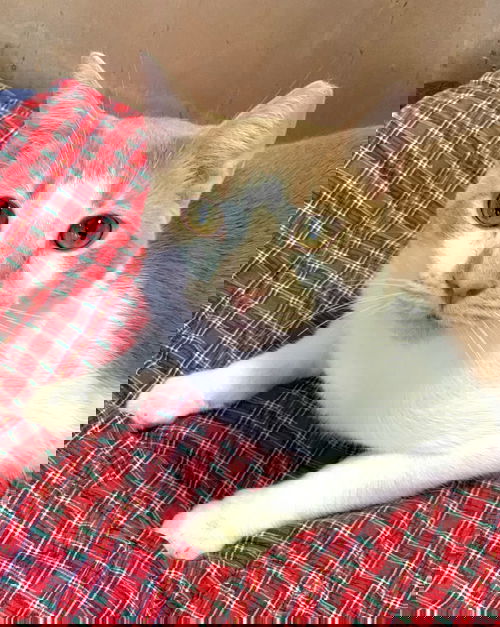Nacho