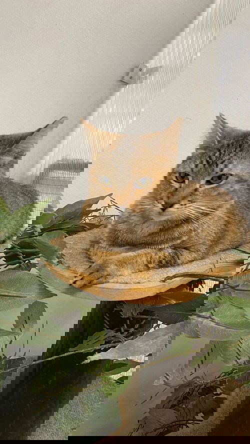 Haze