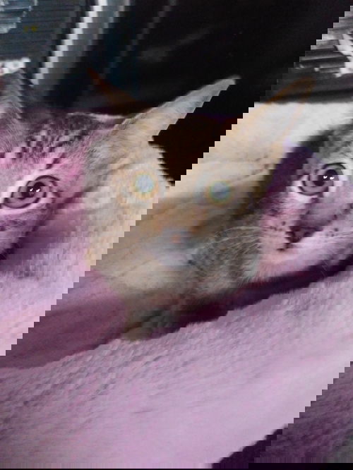 Victor