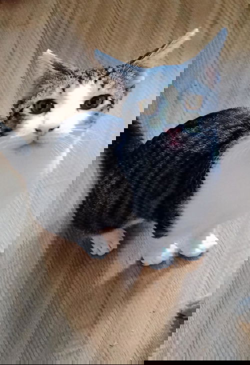Felipe