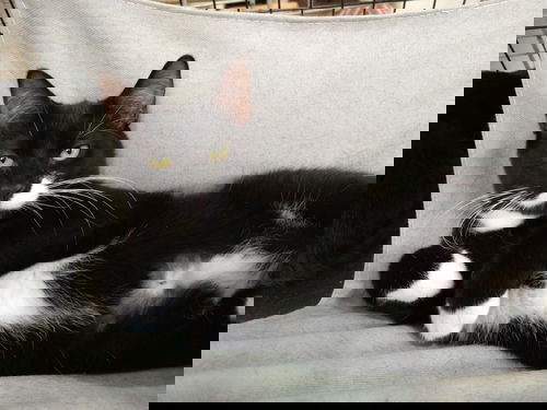 Sebastian