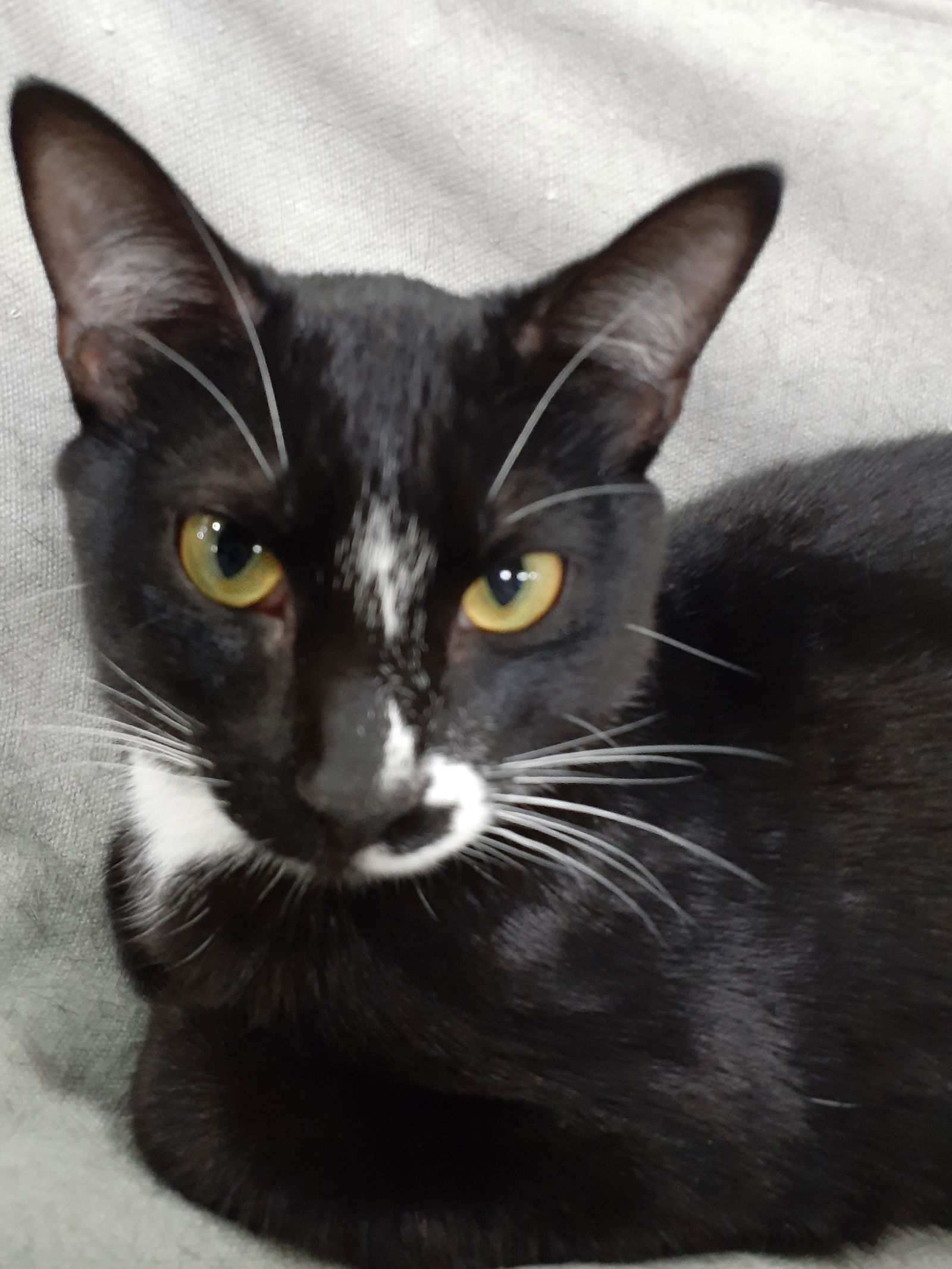 adoptable Cat in Pompano Beach, FL named Mitsy2