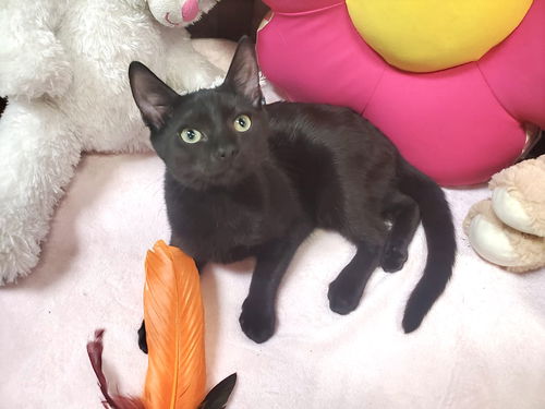 Hazel Kitty