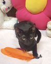 Hazel Kitty