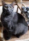 adoptable Cat in pompano , FL named Athena