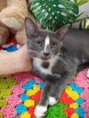 adoptable Cat in Pompano Beach, FL named Anette