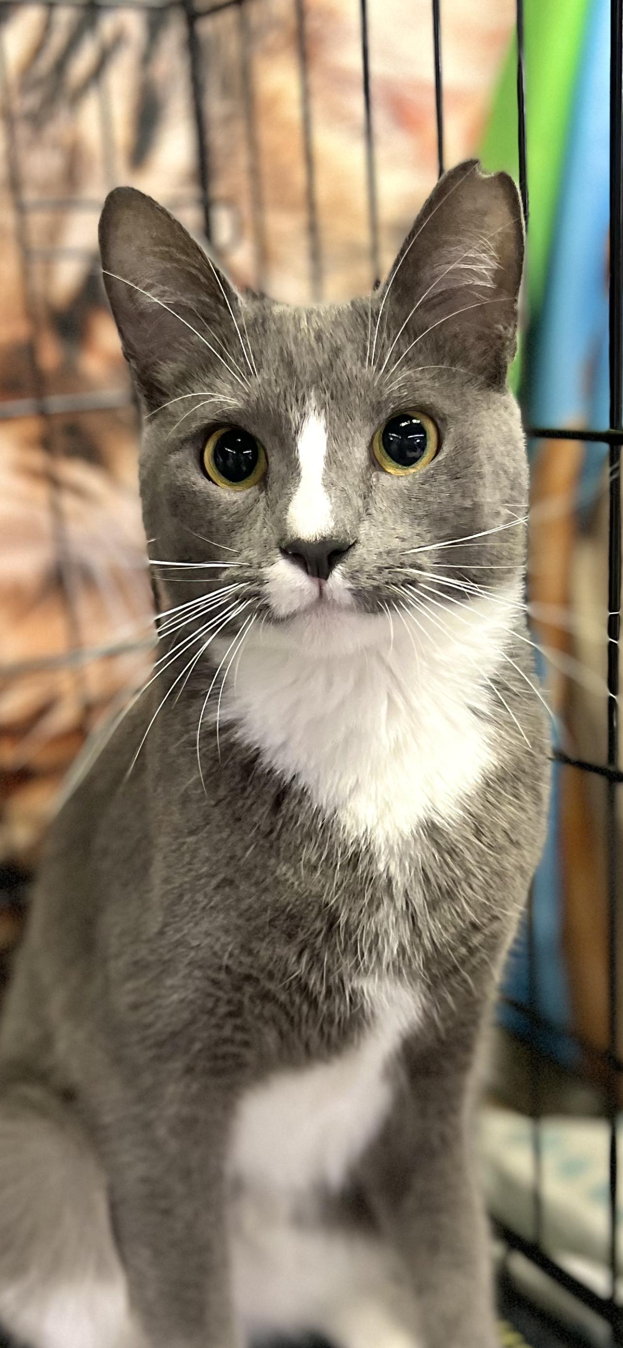 adoptable Cat in Pompano Beach, FL named Tom