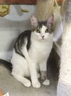 adoptable Cat in Pompano Beach, FL named Olive